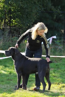 CH. Arek De la horde du bois des centaures - 4EX (Classe champion)