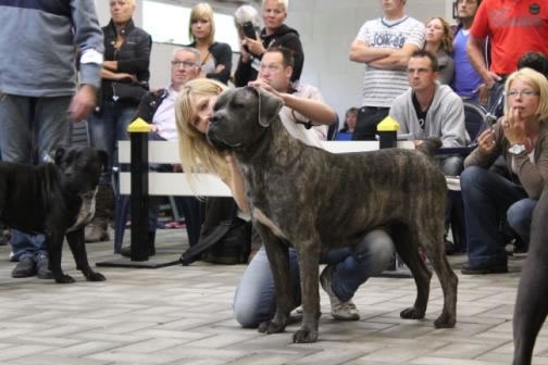 saxellum Nina - Excellent (openclass-classe ouverte)