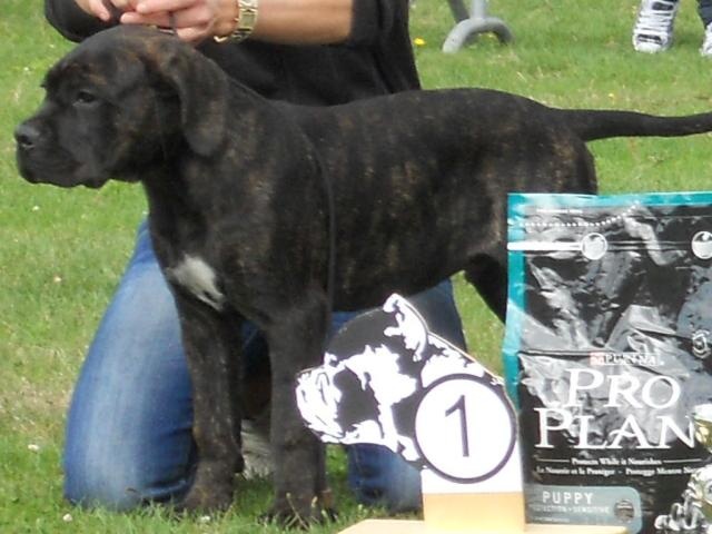 Jaws Dei Molossi D'eburon - 1VP Meilleur Bébé (Classe bébé)