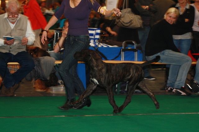 Jaws Dei Molossi D'eburon - 1TP meilleur bébé