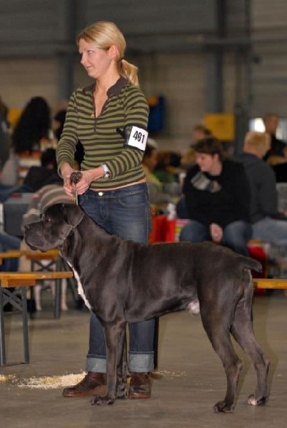 CH. Arek De la horde du bois des centaures - 2EX (Classe champion)