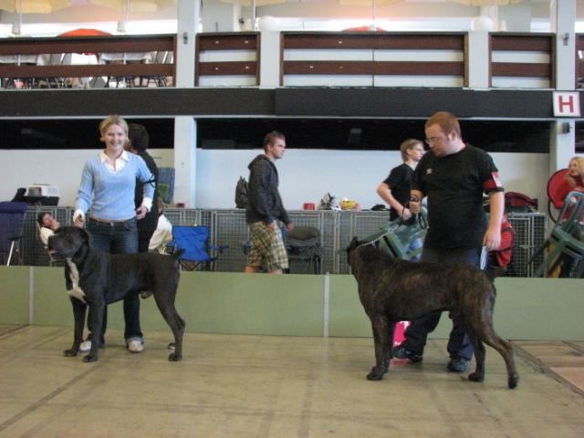 CH. Arek De la horde du bois des centaures - 1EX CAC/CACIB/BOB (Classe champion)