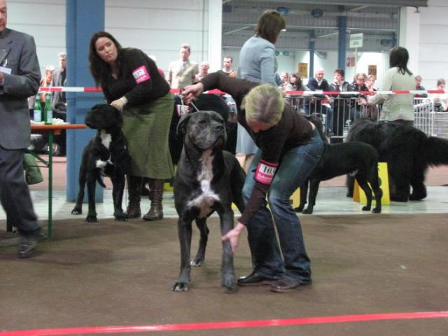 CH. Arek De la horde du bois des centaures - Excellent (Classe champion)