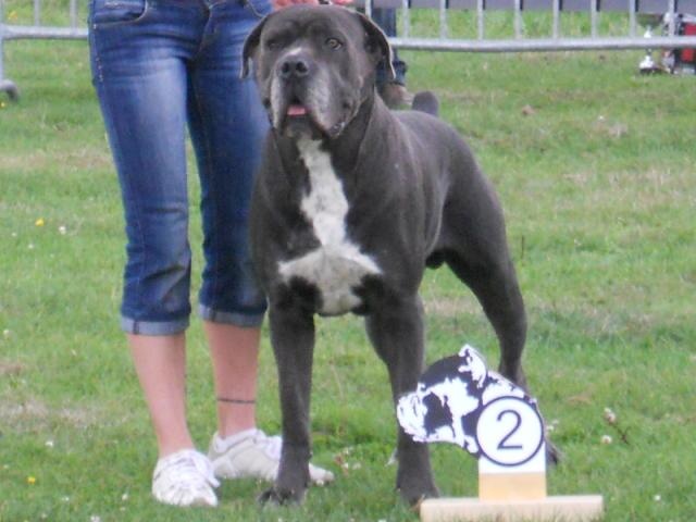 CH. Arek De la horde du bois des centaures - 2EX (Classe champion)