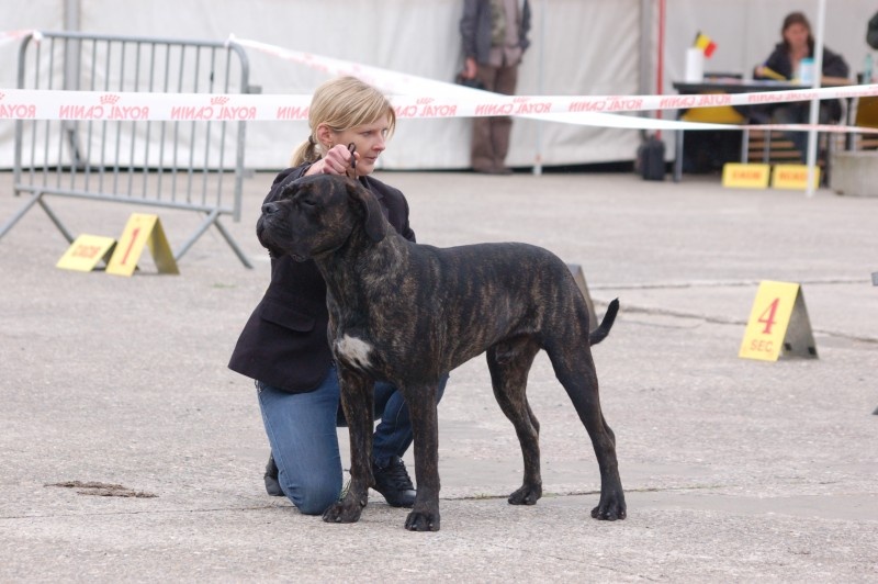 Jaws Dei Molossi D'eburon - 1EX Best Youth/Meilleur jeune