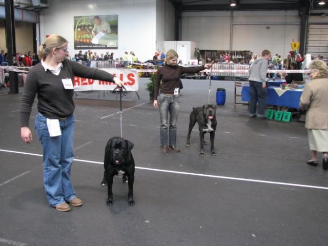 CH. Arek De la horde du bois des centaures - 1EX BOB (Classe intermédiaire)