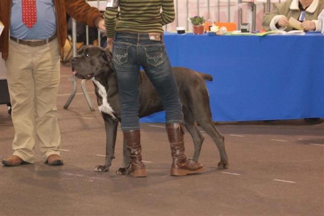 CH. Arek De la horde du bois des centaures - 1EX (Classe champion)