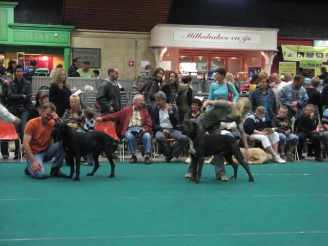 CH. Arek De la horde du bois des centaures - 1EX RCAC/RCACIB (Classe ouverte)