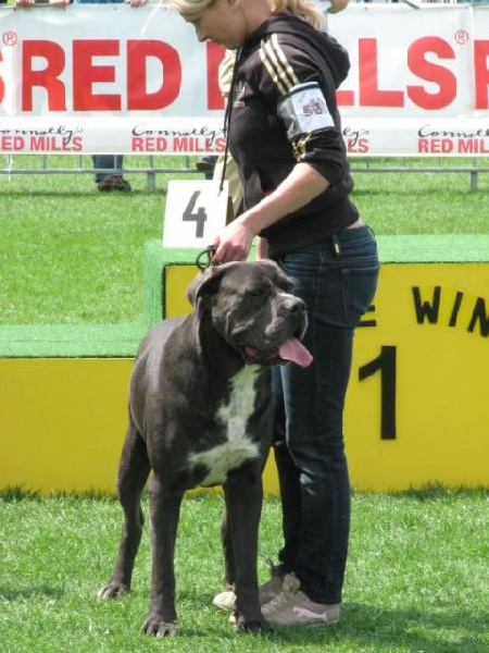 CH. Arek De la horde du bois des centaures - 1EX CAC/BOB BELGIAN CHAMPION