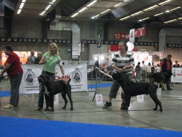CH. Arek De la horde du bois des centaures - 1EX CAC/CACIB/BOB BELGIAN WINNER (Classe ouverte)