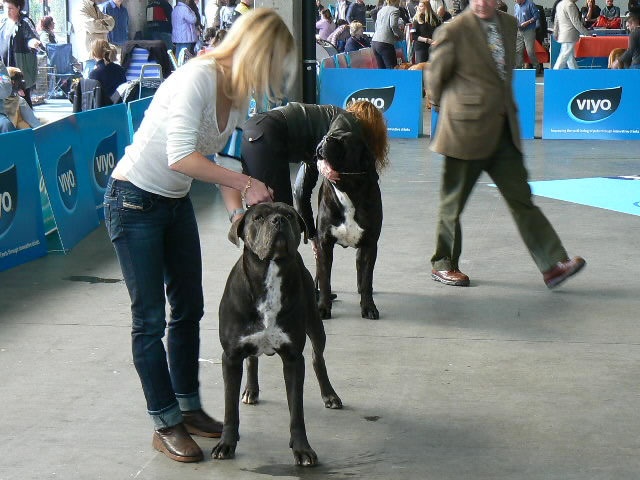 CH. Arek De la horde du bois des centaures - 2EX RCAC/RCACIB (Classe champion)