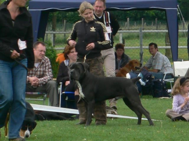 CH. Arek De la horde du bois des centaures - 1EX BOB (Classe ouverte)