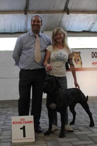 Jaws Dei Molossi D'eburon - 1EX Meilleur jeune/Best youth, 15 males entered/inscrit!