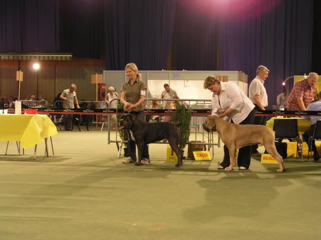 CH. Arek De la horde du bois des centaures - 1EX RCAC/RCACIB GOLDEN CHALLENGER (classe ouverte)
