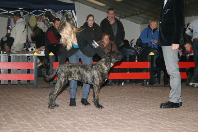 Jaws Dei Molossi D'eburon - 4TP du 11 chiens (classe bébé)