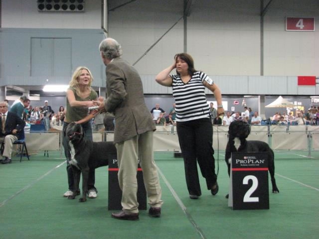 CH. Arek De la horde du bois des centaures - 1EX CAC/CACIB/BOB (Classe ouverte)