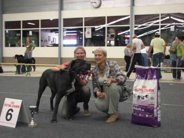 CH. Arek De la horde du bois des centaures - 1EX CAC/CACIB/BOB CHAMPION HOLLANDE - 6e group2 ring d'honneur (Juge Roosenboom)