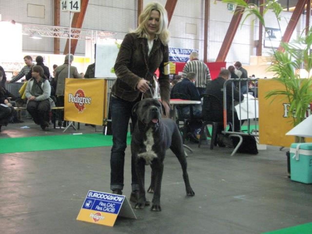 CH. Arek De la horde du bois des centaures - 1EX RCAC/RCACIB (Classe champion)