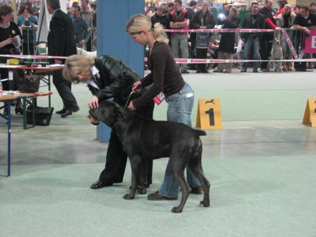 CH. Arek De la horde du bois des centaures - 1EX CACL (Classe intermédiaire)
