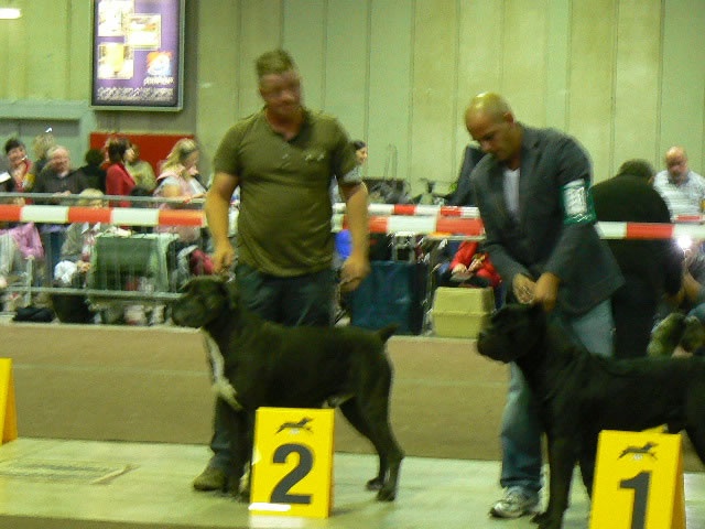 CH. Arek De la horde du bois des centaures - 2EX RCAC