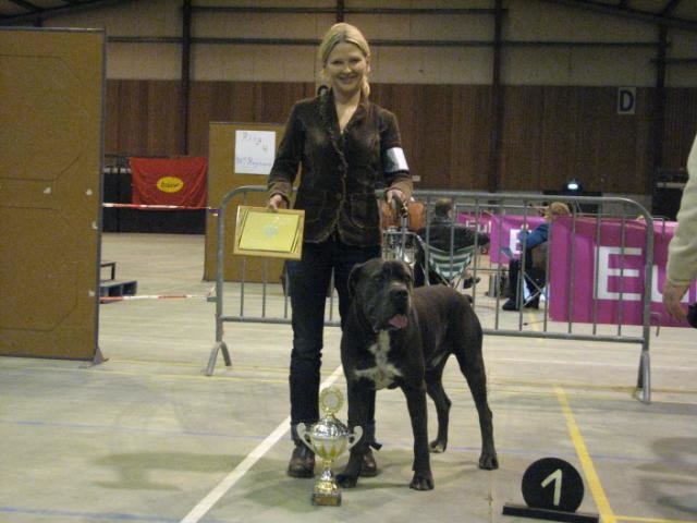 CH. Arek De la horde du bois des centaures - 1EX CAC BELGIAN CLUBWINNER (Classe ouverte)