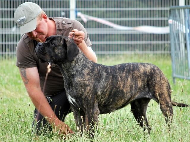 Rothorm Jy Dream Million dollar baby - EX