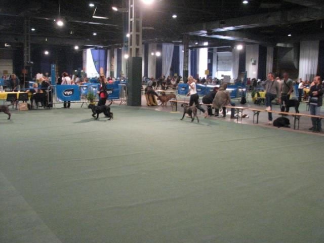 Rothorm Jy Dream Million dollar baby - 1EX GOLDEN BABY (Classe bébé)