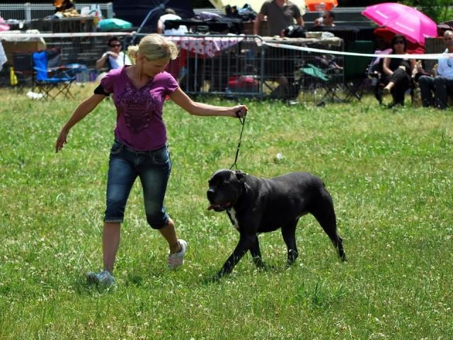 CH. Arek De la horde du bois des centaures - 4EX (Classe champion)