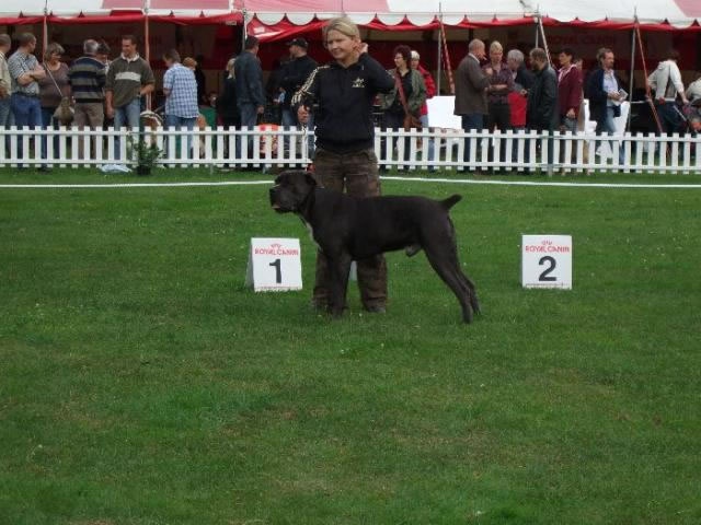 CH. Arek De la horde du bois des centaures - 1EX CAC/CACIB/BOB (Classe ouverte)