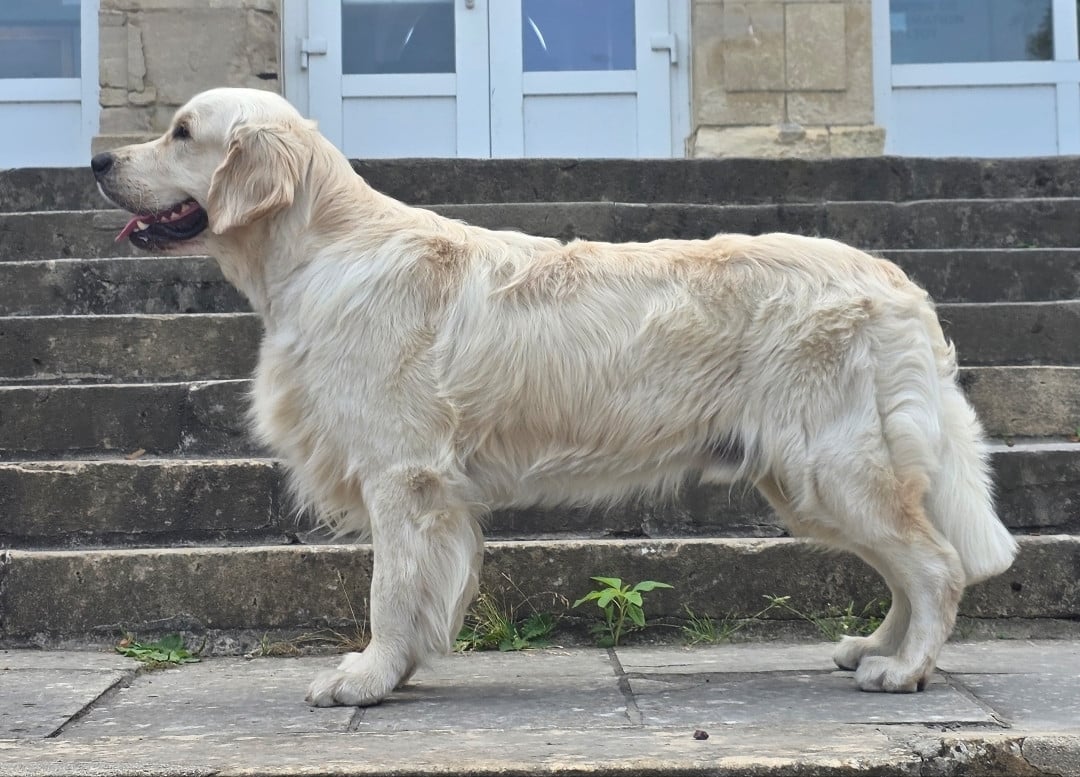 Alpha Canis Majoris Des Terres De Diane - 1er Excellent - CAC-J - BOS