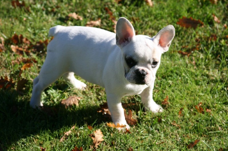 Publication : Du murat Auteur : nathalie maudet