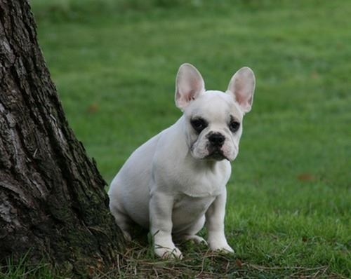 Publication : Du murat Auteur : nathalie maudet