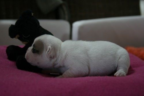 Publication : Du murat Auteur : nathalie maudet