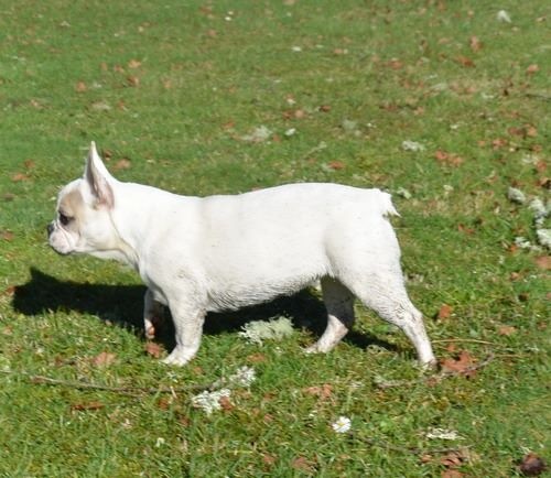 Publication : Du murat Auteur : nathalie maudet