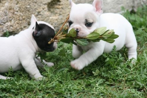 Publication : Du murat Auteur : nathalie maudet