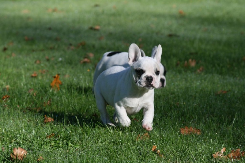 Publication : Du murat Auteur : nathalie maudet