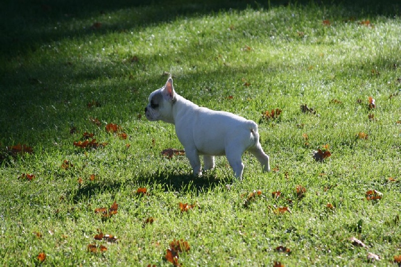 Publication : Du murat Auteur : nathalie maudet