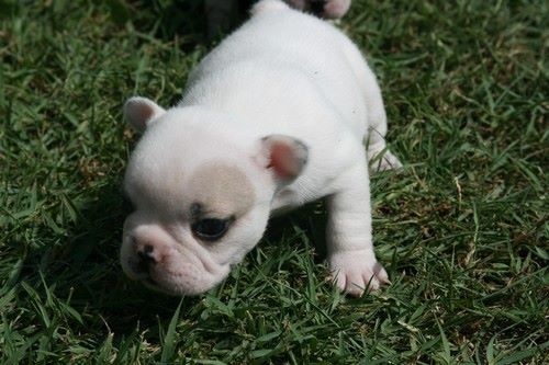 Publication : Du murat Auteur : nathalie maudet