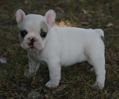 Publication : Du murat Auteur : nathalie maudet