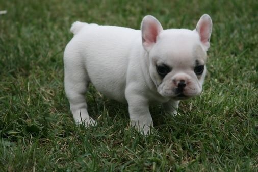 Publication : Du murat Auteur : nathalie maudet