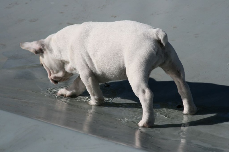 Publication : Du murat Auteur : nathalie maudet