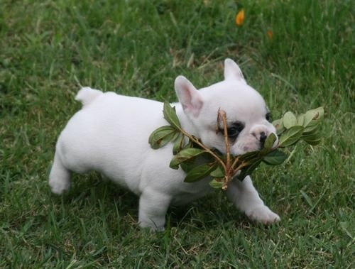 Publication : Du murat Auteur : nathalie maudet