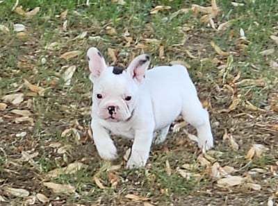 Les chiots de Bouledogue français