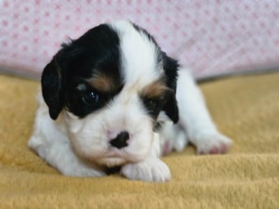 Les chiots de Cavalier King Charles Spaniel