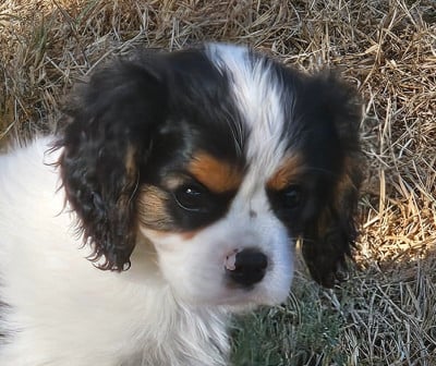 Les chiots de Cavalier King Charles Spaniel