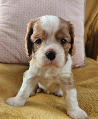 Les chiots de Cavalier King Charles Spaniel