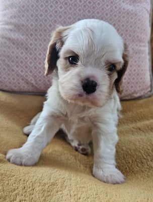 Les chiots de Cavalier King Charles Spaniel