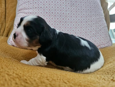 Les chiots de Cavalier King Charles Spaniel