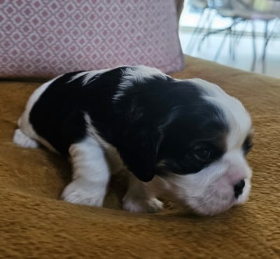 Les chiots de Cavalier King Charles Spaniel