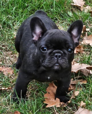 Les chiots de Bouledogue français